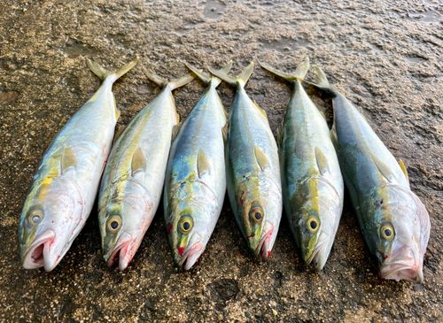 ツバスの釣果
