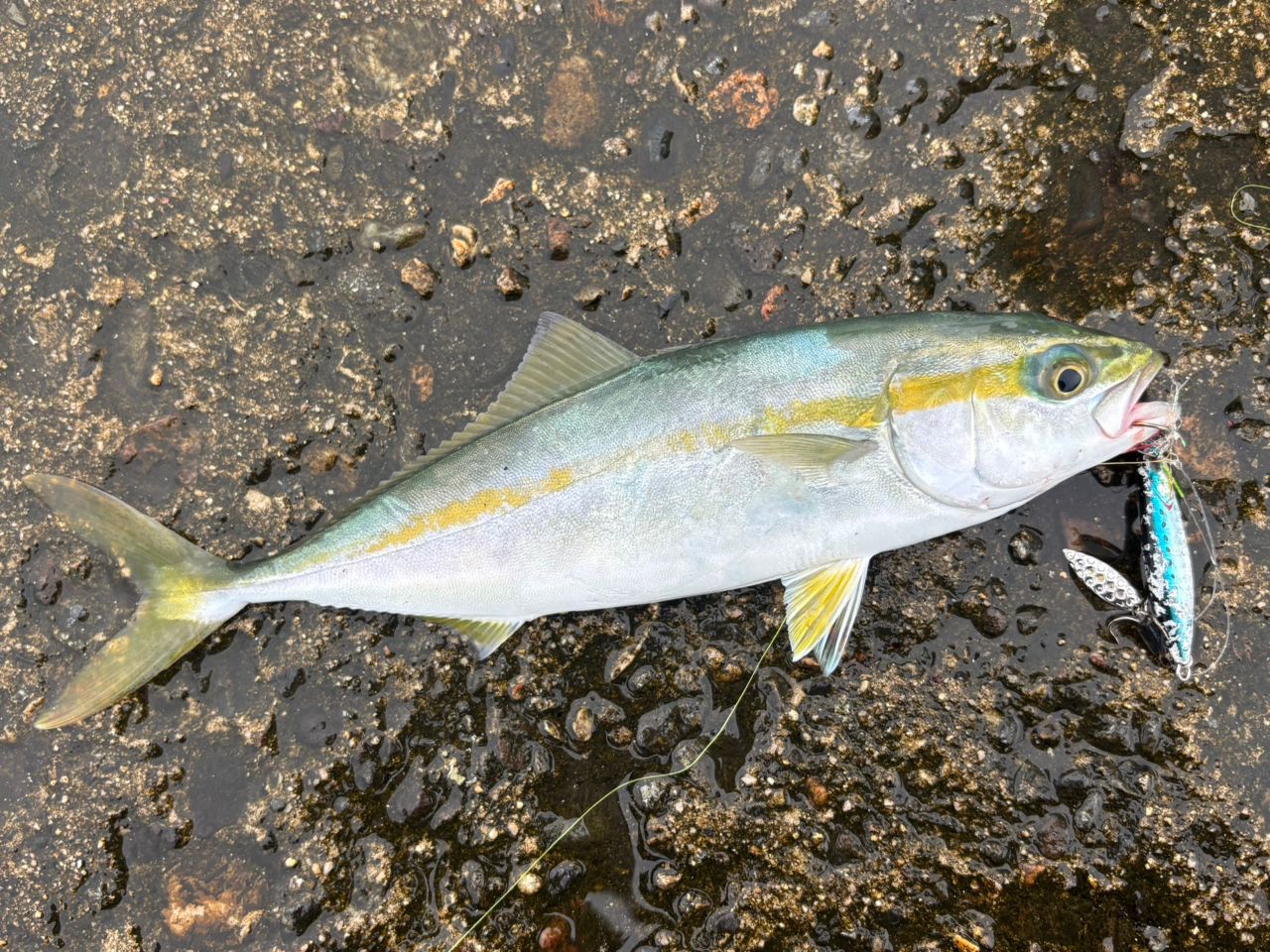 ツバス
