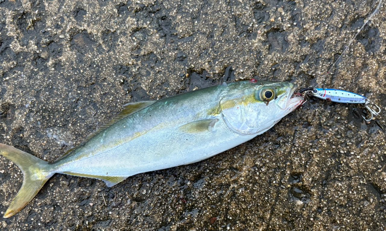 ツバス