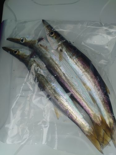 カマスの釣果