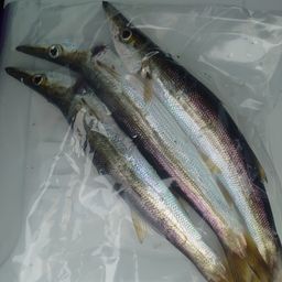 カマス