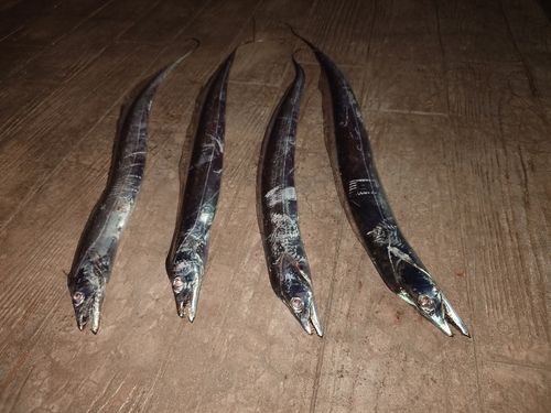 タチウオの釣果