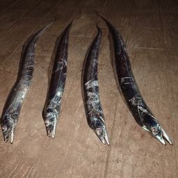 タチウオ