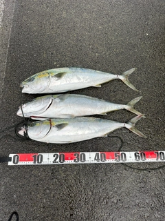 ワラサの釣果