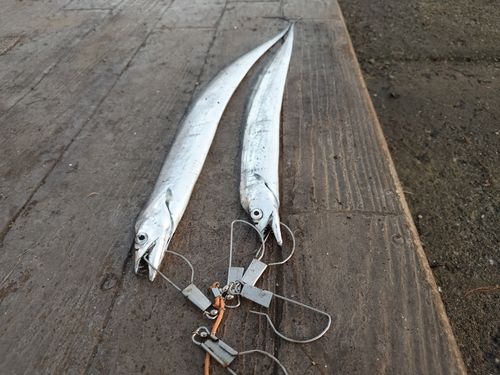 タチウオの釣果
