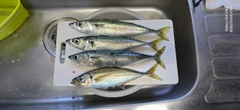 サバの釣果