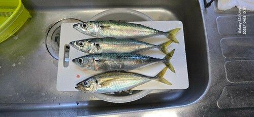 サバの釣果