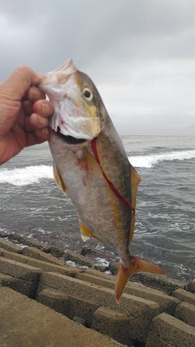 ショゴの釣果