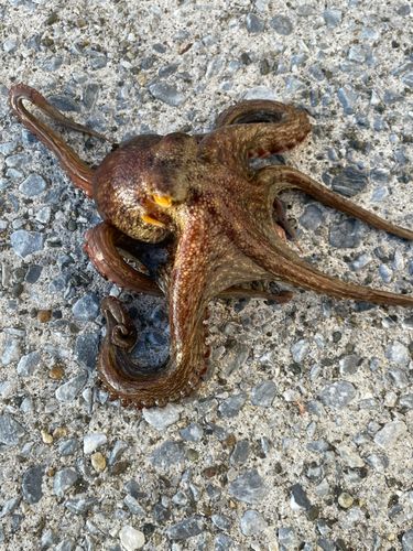 タコの釣果