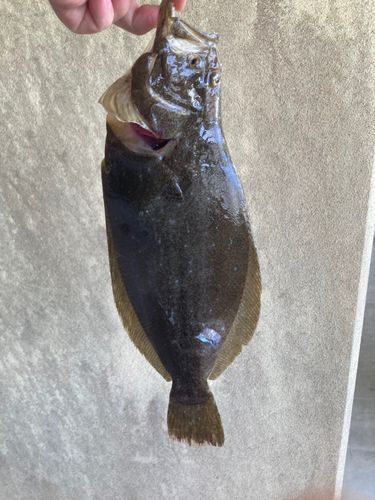 ヒラメの釣果