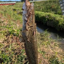 ナマズ