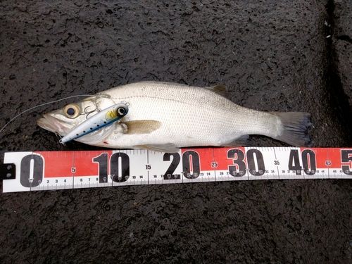 ヒラスズキの釣果