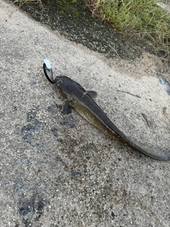 ナマズの釣果