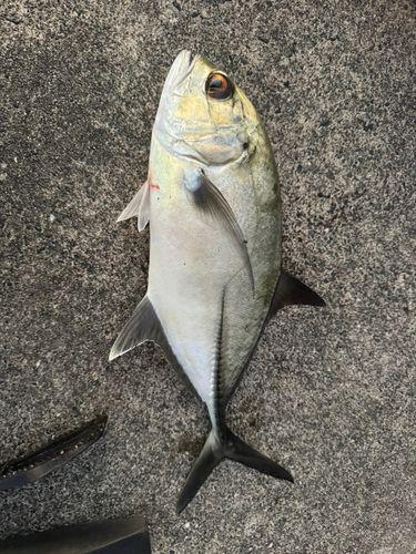 ヒラアジの釣果