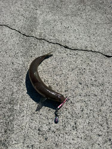 エソの釣果