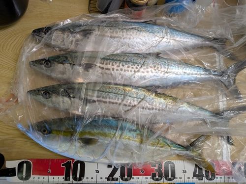 サゴシの釣果