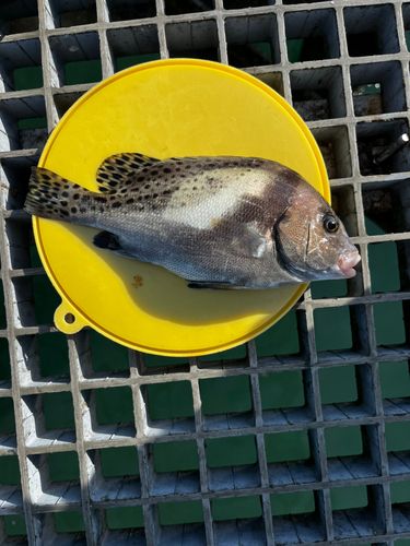 コショウダイの釣果