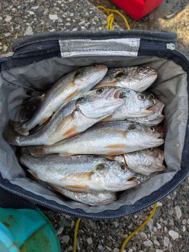 若洲海浜公園海釣り施設