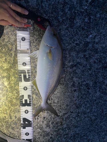 シオの釣果