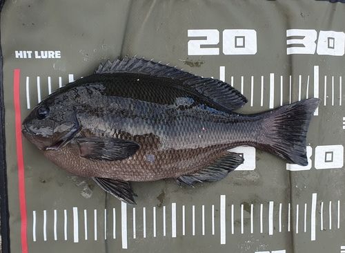 メジナの釣果