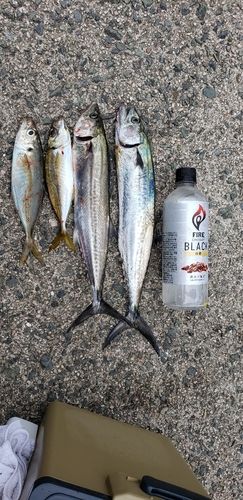 サゴシの釣果