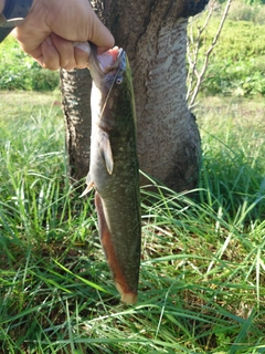 マナマズの釣果