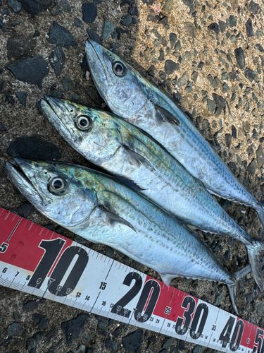 サゴシの釣果