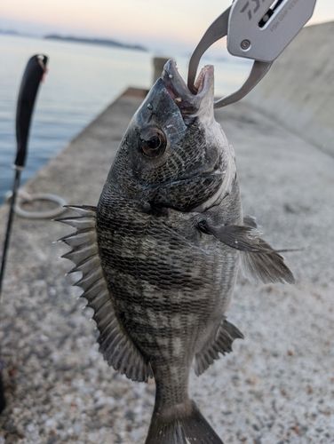 チヌの釣果