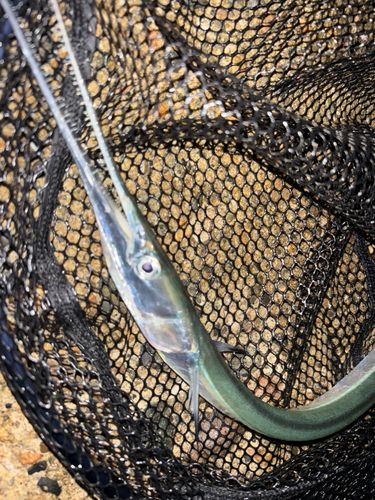 ダツの釣果