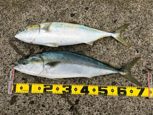 フクラギの釣果