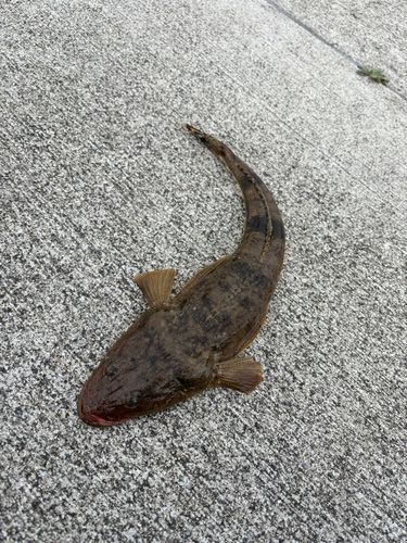 マゴチの釣果