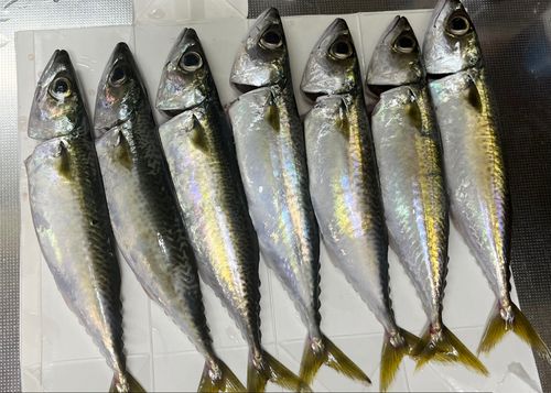 サバの釣果