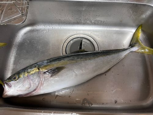 ヤズの釣果