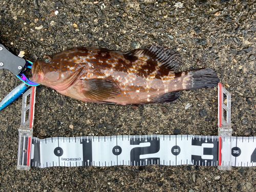 アコウの釣果