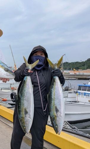 ヤズの釣果