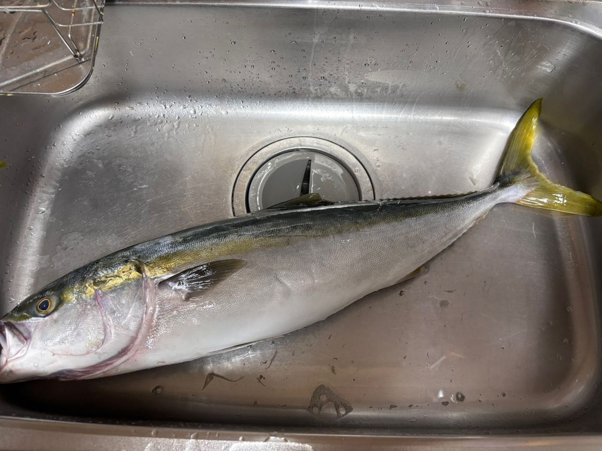 あや🐟さんの釣果 2枚目の画像