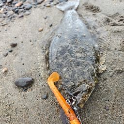 ヒラメ