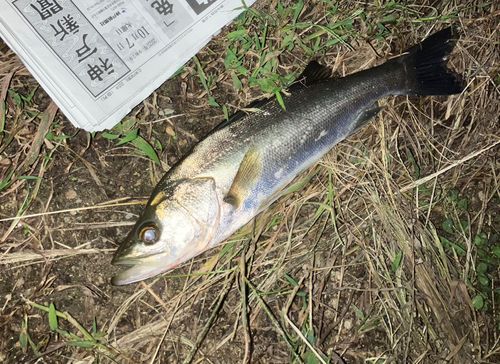 セイゴ（マルスズキ）の釣果