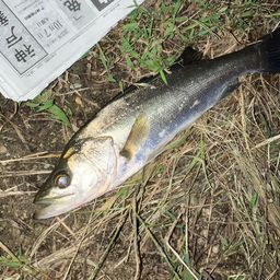 セイゴ（マルスズキ）