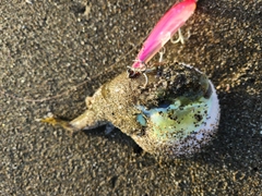 ショウサイフグの釣果