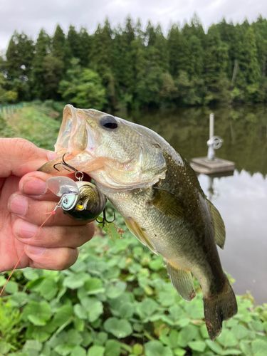 ラージマウスバスの釣果