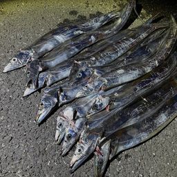 タチウオ