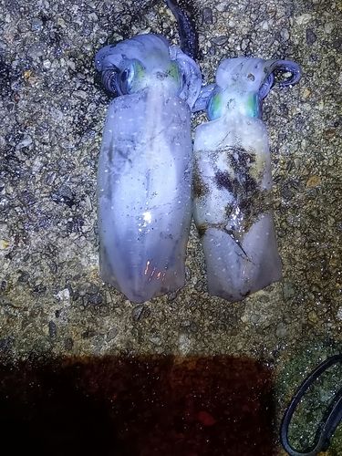 アオリイカの釣果