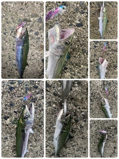 サゴシの釣果