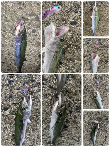 サゴシの釣果