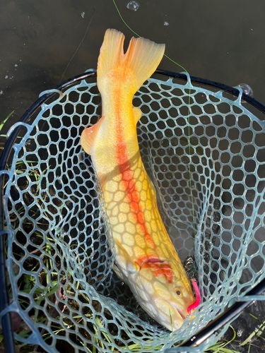 レインボートラウトの釣果