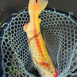 レインボートラウト