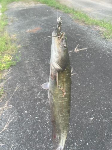 ナマズの釣果