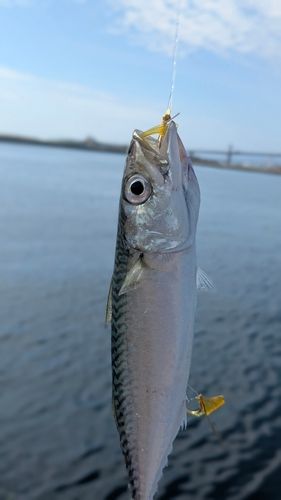 サバの釣果