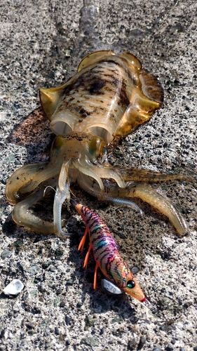 アオリイカの釣果
